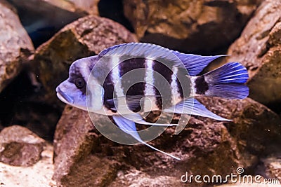 Hump head cichlid fish in close, a blue and white banded fish with a bump on his head, popular aquarium pet from lake Tanganyika Stock Photo