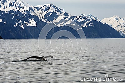 Humpack Whale in Alaska Stock Photo