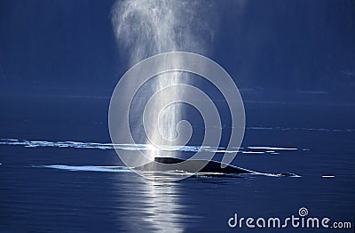 Humpack Whale, megaptera novaeangliae, Adult spouting at Surface of Sea, Alaska Stock Photo