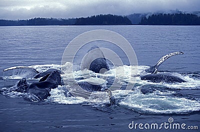 BALEINE A BOSSE megaptera novaeangliae Stock Photo