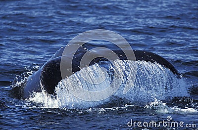 Humpack Whale, megaptera novaeangliae, Tail at Surface, Alaska Stock Photo