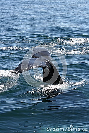 Humpback Fluke Stock Photo