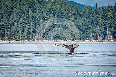 Whale Tails on the Westcoast Stock Photo