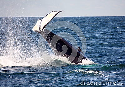 Humpback tail Stock Photo