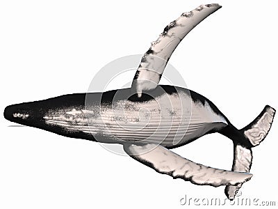 Humpback Whale Stock Photo