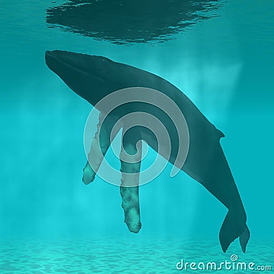 Humpback Whale Stock Photo