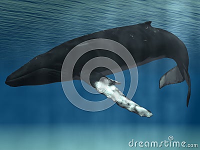 Humpback Whale Stock Photo