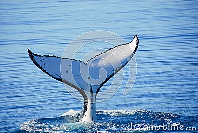 Humpback Whale in Australia Stock Photo