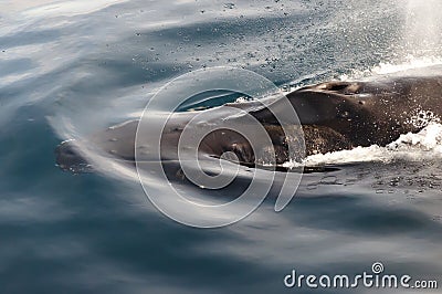 Humpback Whale Blow Hole - Greenland Stock Photo