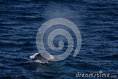 Humpback whale blow at South Georgia Island, near Drygalski Fjord Stock Photo