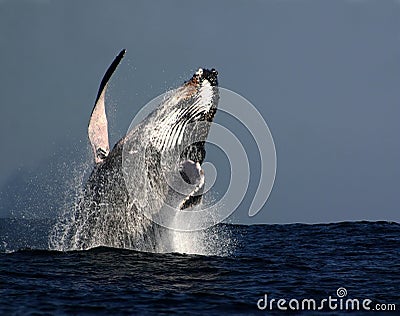 Humpback whale breach Stock Photo