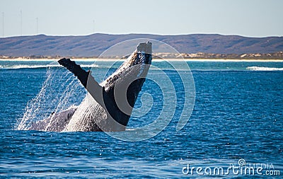 Humpback whale breach Stock Photo