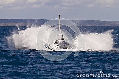 Humpback whale breach splash Stock Photo