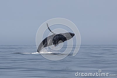 Humpback Whale Breaches in Atlantic Ocean Stock Photo