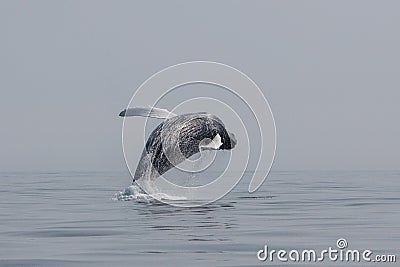 Humpback Whale Breaches in the Atlantic off Cape Cod Stock Photo
