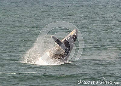Humpback Whale breaching Stock Photo