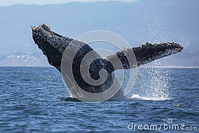 Humpback Whale Breaching Stock Photo