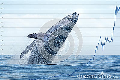 Whale with stock market money cripto value bitcoin diagram flow chart Stock Photo