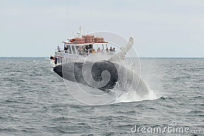 Humpback whale breaching, Cape Cod, Massachusetts Editorial Stock Photo