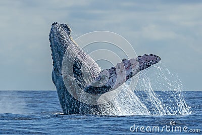 Humpback whale breaching Stock Photo