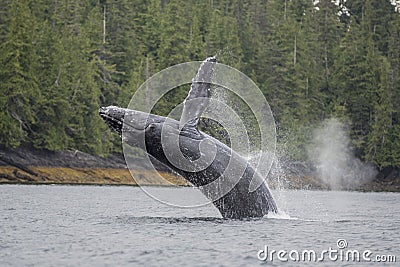 Humpback whale breaching offshore at Craig, Alaska Stock Photo