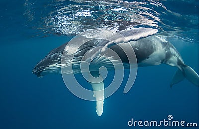 Humpback Whale Calf Stock Photo