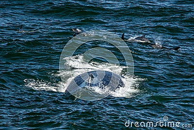 Humpback whale in cape cod whale watching while eating with atlantic dolphins Stock Photo