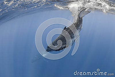 Humpback whale deep dive underwater Stock Photo