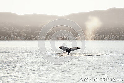 Humpback whale dives showing the tail, Greenland Stock Photo