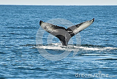 Humpback whale fin Stock Photo