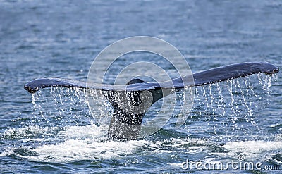 Humpback whale fluke close up Stock Photo