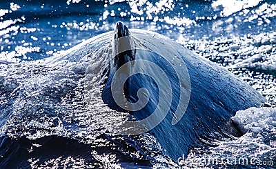 Humpback whale in front of the australian coast Stock Photo