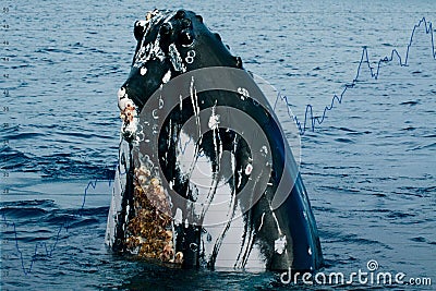 Whale with stock market money cripto value bitcoin diagram flow chart Stock Photo