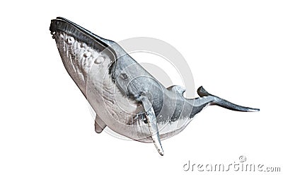 Humpback whale on an isolated white background. Stock Photo