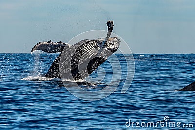 Humpback whale while jumping breaching Stock Photo