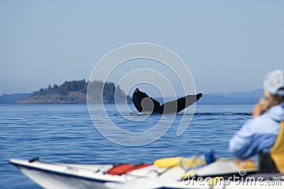 Humpback whale and kayak Stock Photo