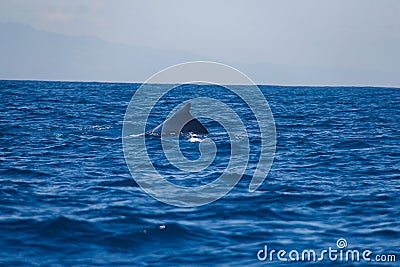 Wildlife: A Humpback Whale swims with her calf in the Pacific Ocean of Guatemala Stock Photo