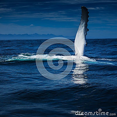 Hi from a Humpback Whale Stock Photo