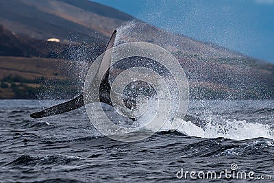 Humpback whale peduncle throw Stock Photo
