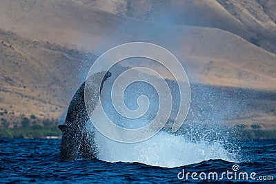 Humpback whale peduncle throw Stock Photo