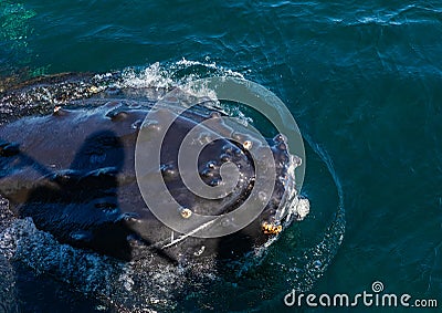 A Humpback Whale pokes its head out of the water showing barnacles growing on the skin during a whale watching trip Stock Photo
