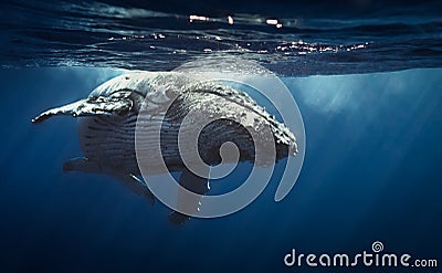 Humpback whale - Reunion island 2104. Stock Photo