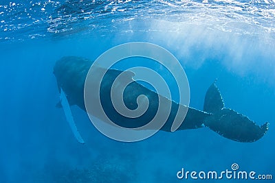 Humpback Whale 3 Stock Photo