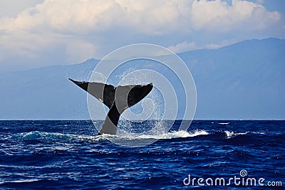 Humpback whale tail Stock Photo