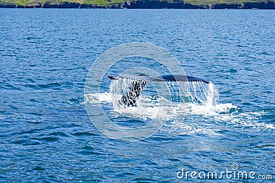 Humpback whale tail breaching, on whale watching trip, on Iceland Stock Photo
