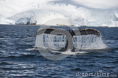 Humpback Whale tail Stock Photo