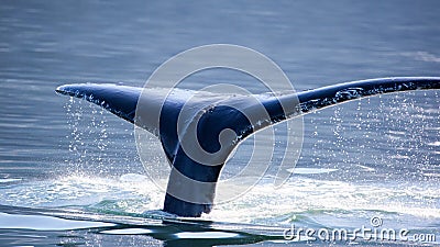 Humpback Whale tail, Stock Photo