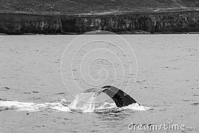 Humpback whale tail while whalewatching on Iceland Stock Photo