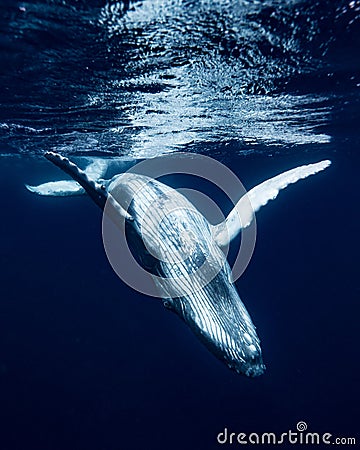 Humpback Whale in Tonga Stock Photo