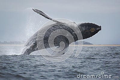 Humpback Whale Stock Photo